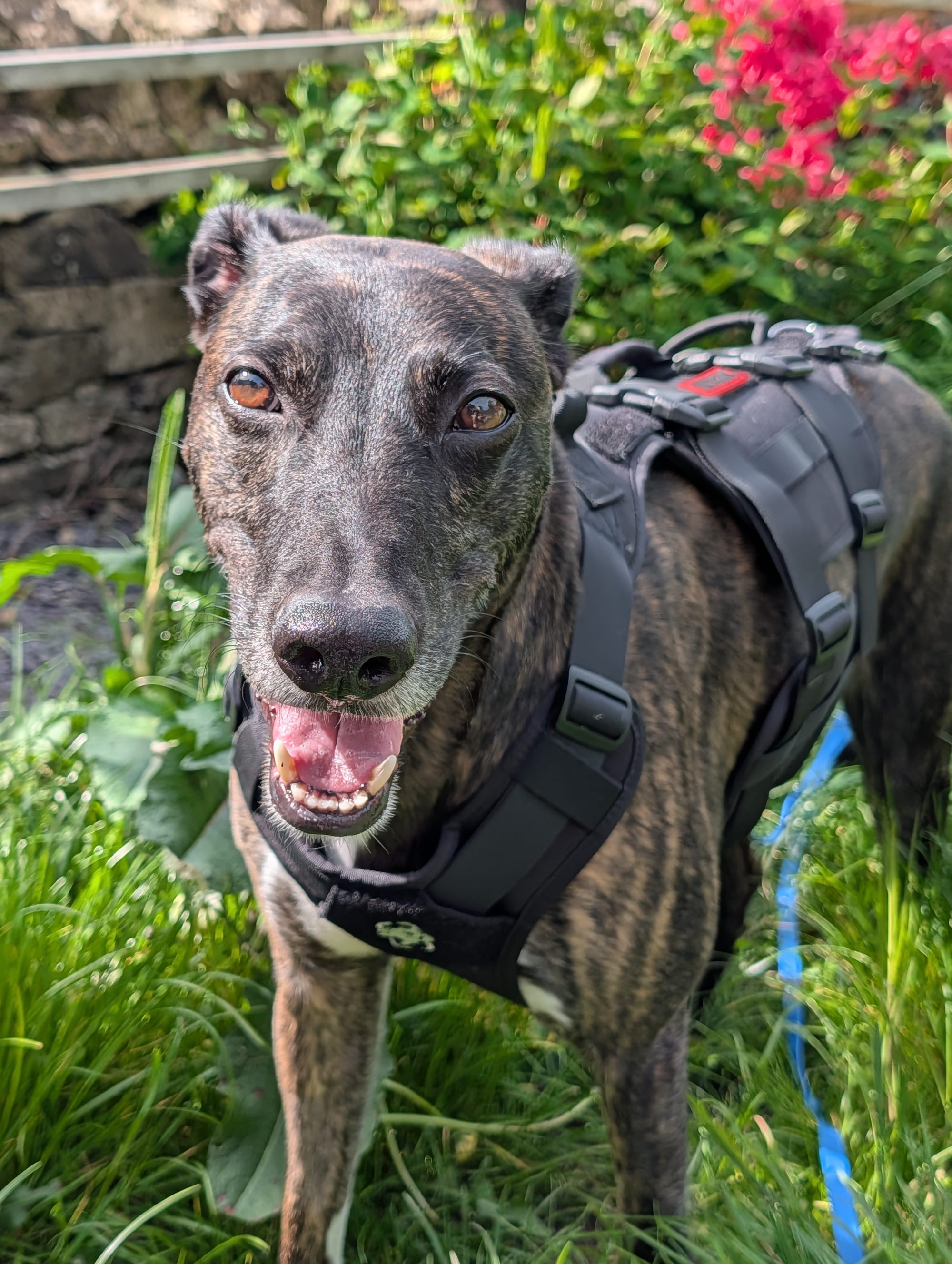 A timeline in pictures - Pride Veterinary Referrals and the discospondylitis nobody checked for