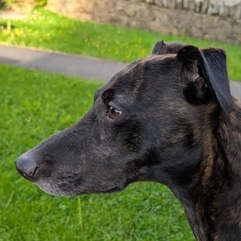 Amos